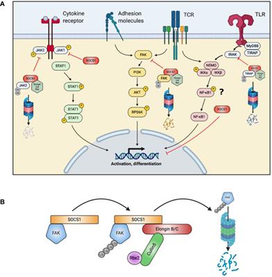 One Gene, Many Facets: Multiple Immune Pathway Dysregulation in SOCS1 Haploinsufficiency